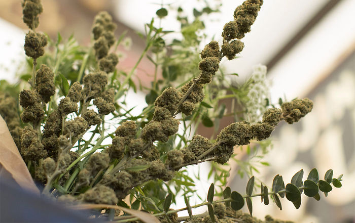 Marijuana Bouquet Delivery Service Marijuana Bouquet Delivery Service