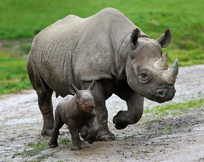 national-park-shoots-people-protects-rhinos-kaziranga-12 national-park-shoots-people-protects-rhinos-kaziranga-12