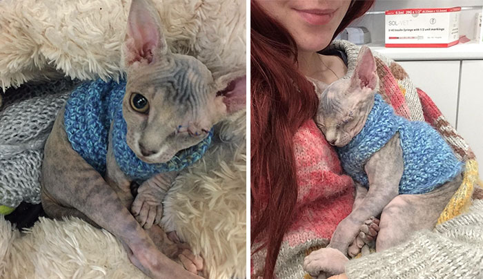 No sabía como reaccionaría su bull terrier ante su nuevo gato tuerto adoptado, ahora solo hay que verlos