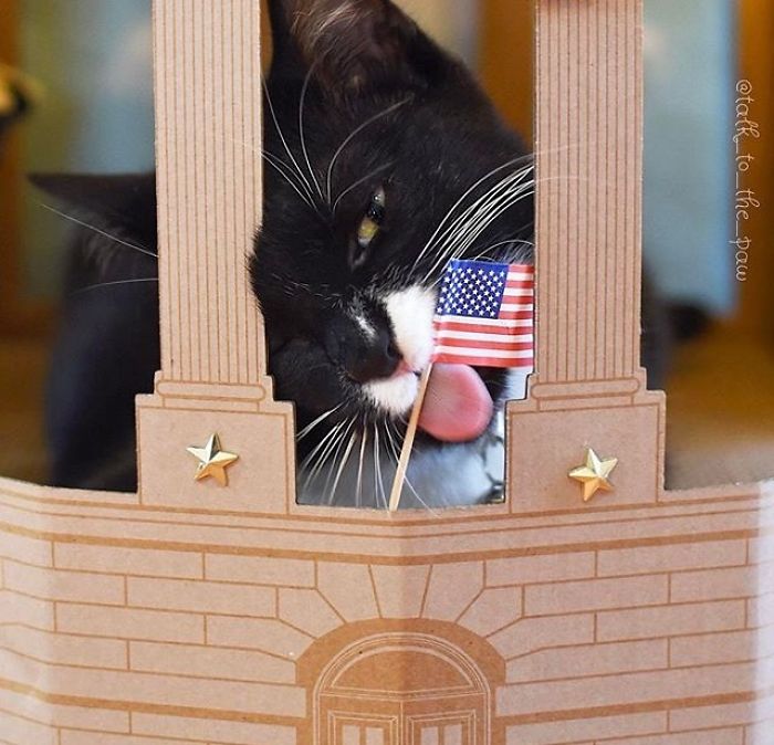 Unlike President Trump, These Cats Know Exactly What To Do In The White House Unlike President Trump, These Cats Know Exactly What To Do In The White House