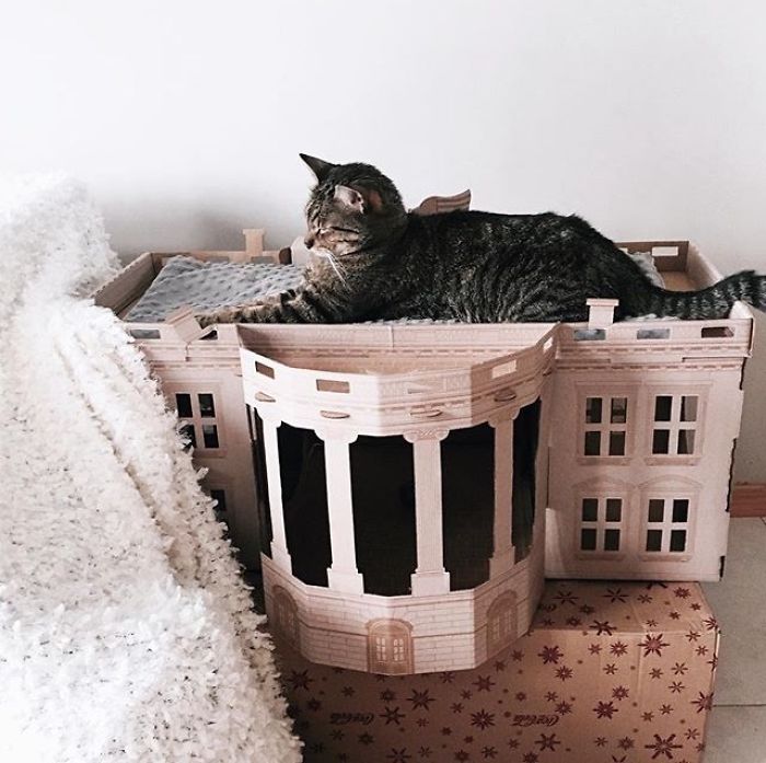 Unlike President Trump, These Cats Know Exactly What To Do In The White House Unlike President Trump, These Cats Know Exactly What To Do In The White House