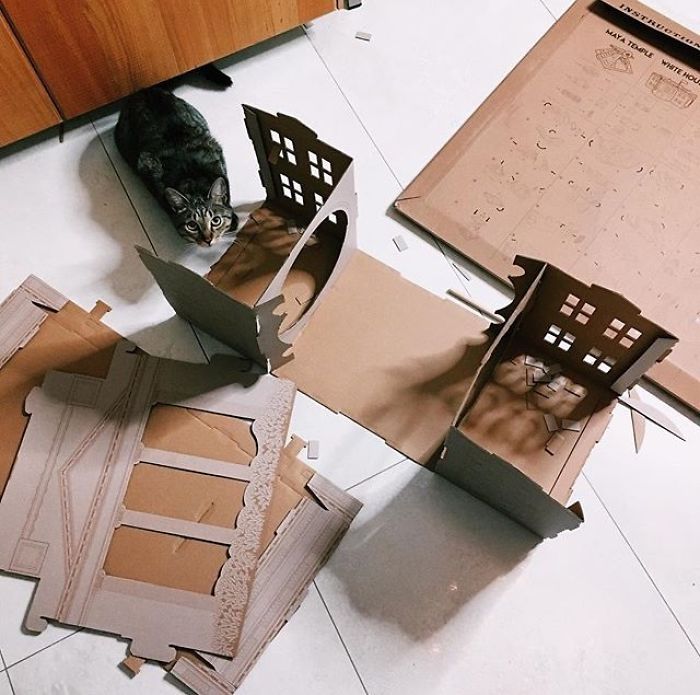 Unlike President Trump, These Cats Know Exactly What To Do In The White House Unlike President Trump, These Cats Know Exactly What To Do In The White House