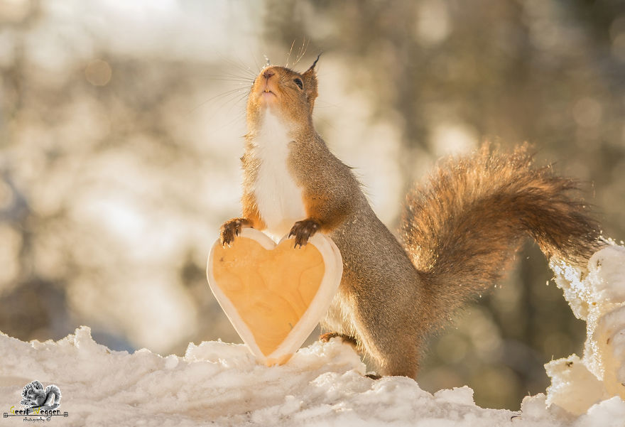 Wild Red Squirrels Celebrate Valentine's Day Wild Red Squirrels Celebrate Valentine's Day