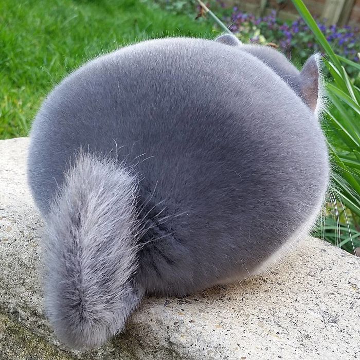 These Chinchillas' Butts Are So Round, They Look Fake These Chinchillas' Butts Are So Round, They Look Fake