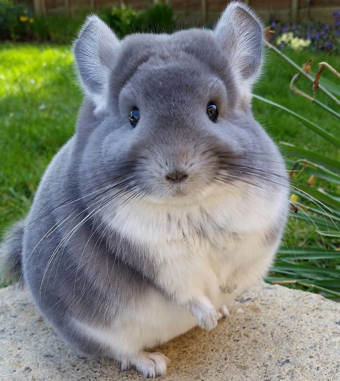 These Chinchillas' Butts Are So Round, They Look Fake These Chinchillas' Butts Are So Round, They Look Fake