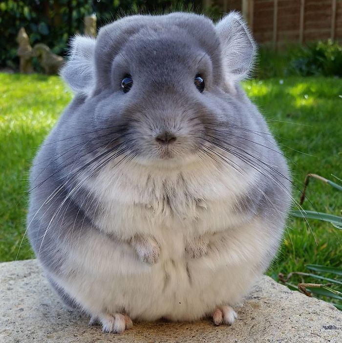 These Chinchillas' Butts Are So Round, They Look Fake These Chinchillas' Butts Are So Round, They Look Fake