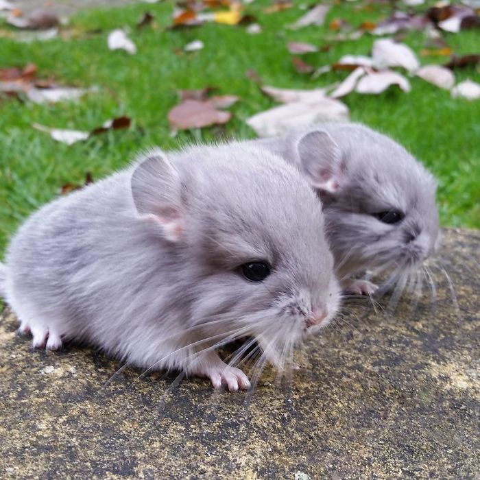 These Chinchillas' Butts Are So Round, They Look Fake These Chinchillas' Butts Are So Round, They Look Fake