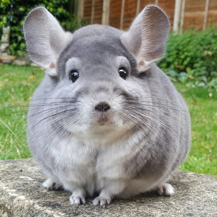 These Chinchillas' Butts Are So Round, They Look Fake These Chinchillas' Butts Are So Round, They Look Fake
