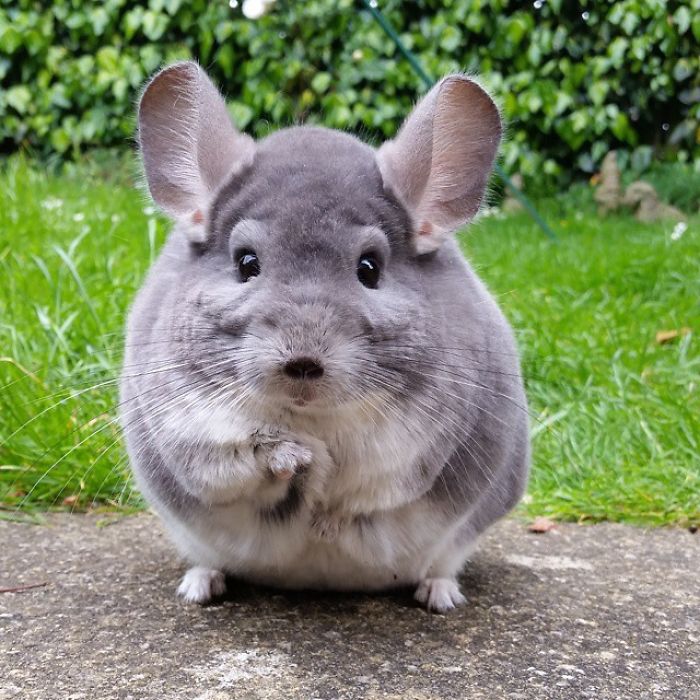 These Chinchillas' Butts Are So Round, They Look Fake These Chinchillas' Butts Are So Round, They Look Fake