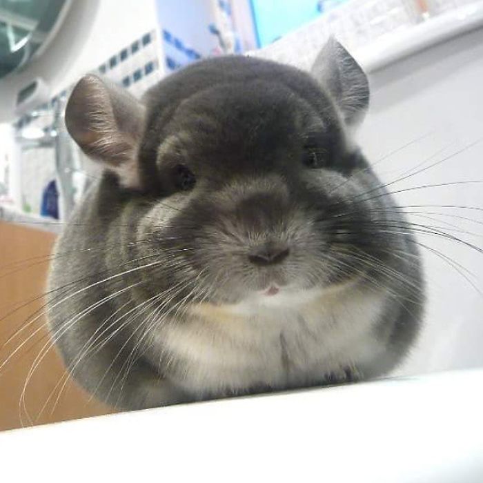 These Chinchillas' Butts Are So Round, They Look Fake These Chinchillas' Butts Are So Round, They Look Fake