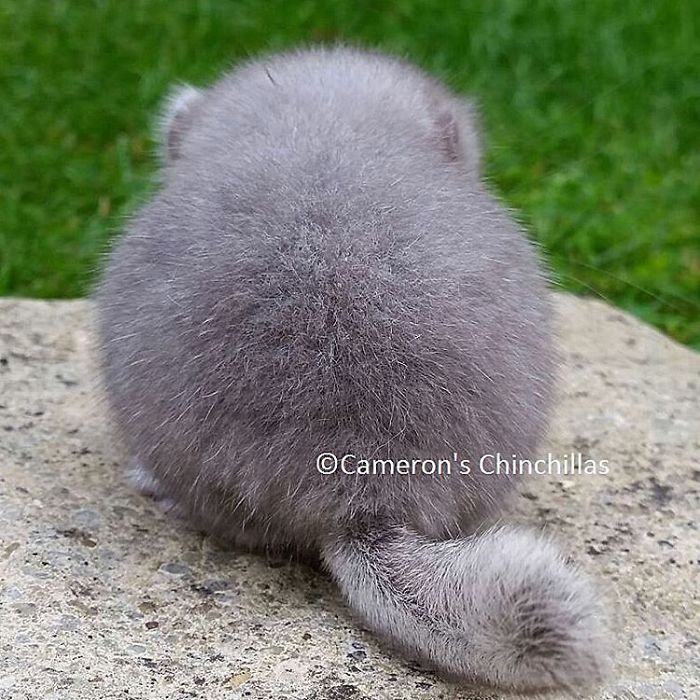 These Chinchillas' Butts Are So Round, They Look Fake These Chinchillas' Butts Are So Round, They Look Fake