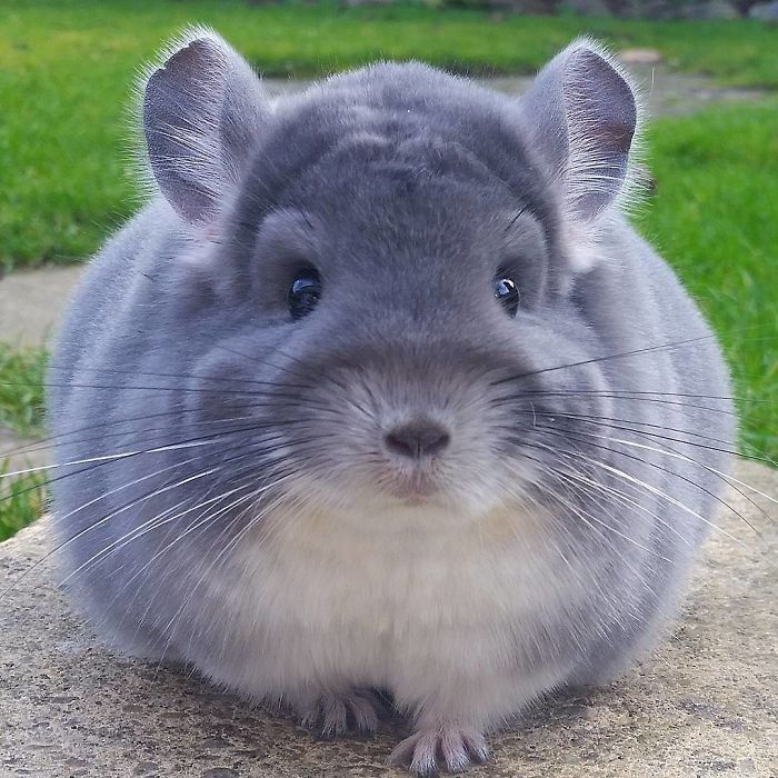 These Chinchillas' Butts Are So Round, They Look Fake These Chinchillas' Butts Are So Round, They Look Fake