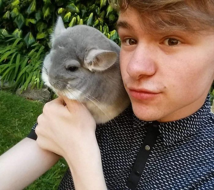 These Chinchillas' Butts Are So Round, They Look Fake These Chinchillas' Butts Are So Round, They Look Fake