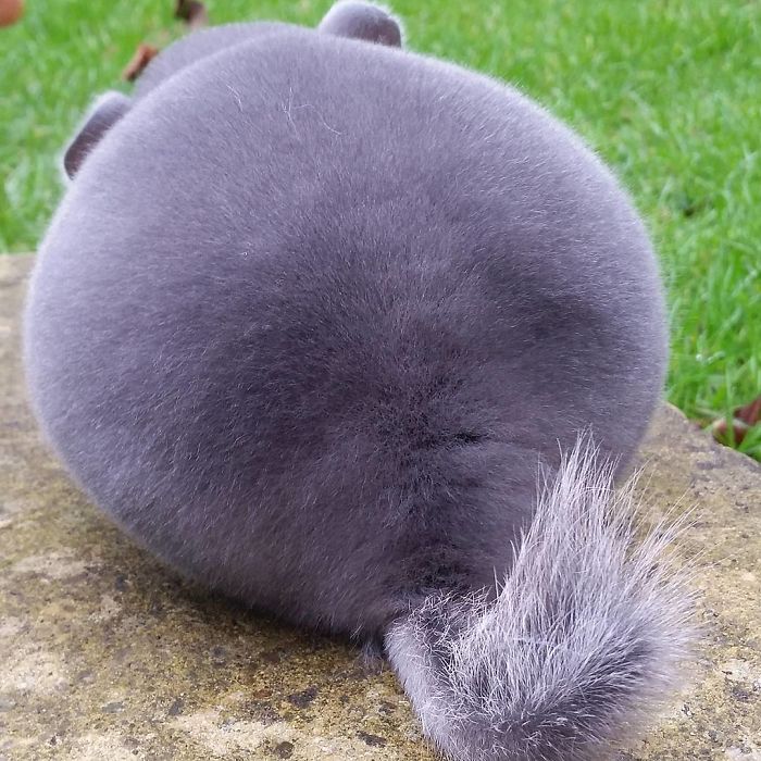 These Chinchillas' Butts Are So Round, They Look Fake These Chinchillas' Butts Are So Round, They Look Fake