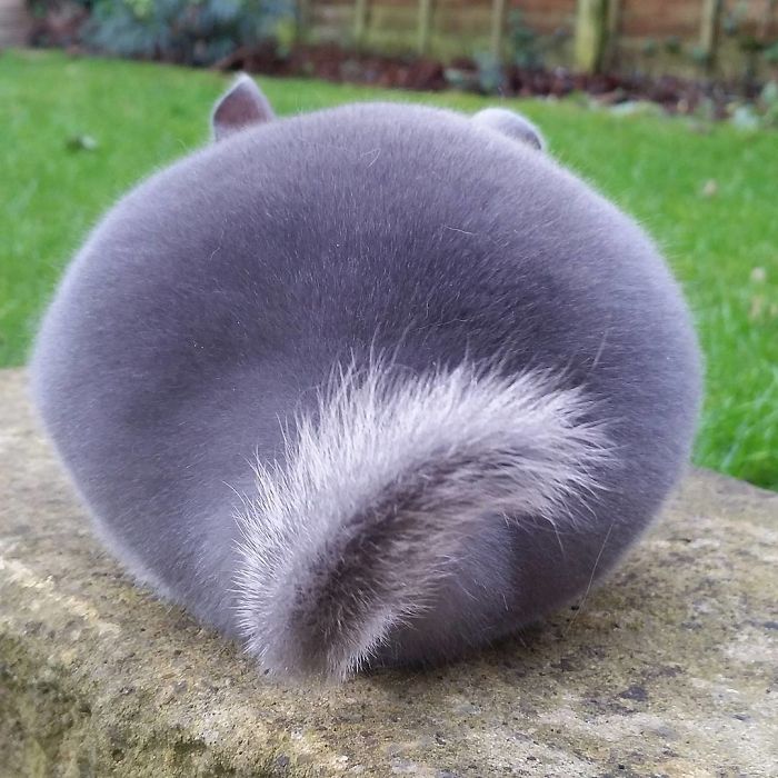 These Chinchillas' Butts Are So Round, They Look Fake These Chinchillas' Butts Are So Round, They Look Fake