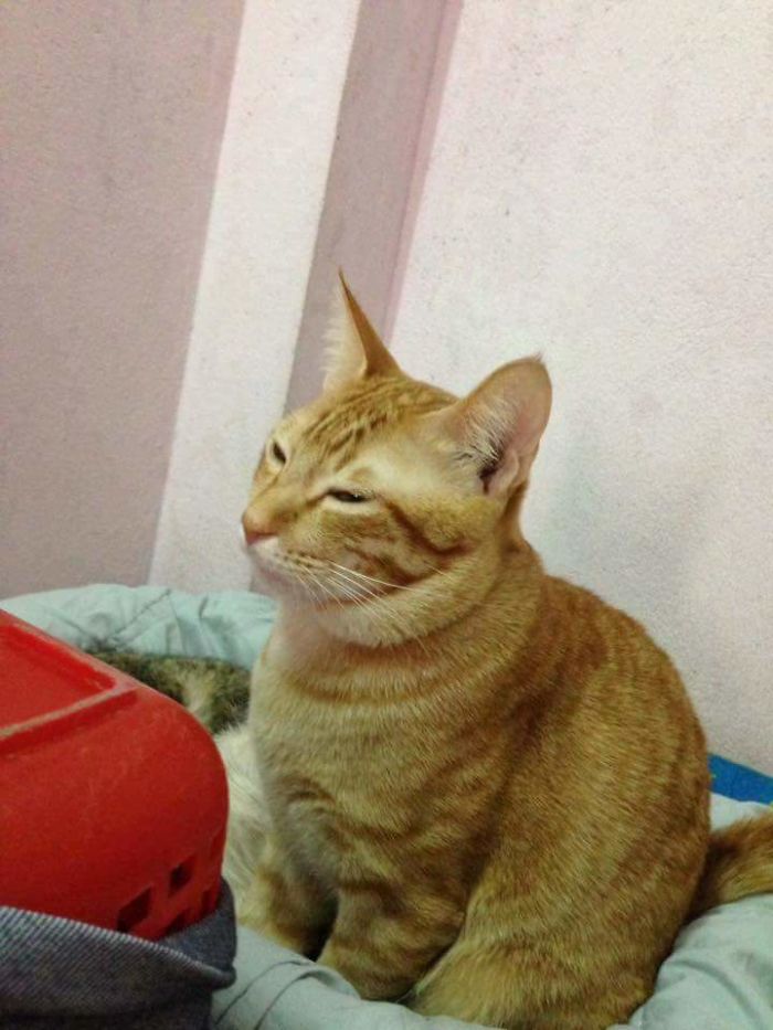 Father Cat Supports Mom Cat Giving Birth, Wins Everyone's Hearts Father Cat Supports Mom Cat Giving Birth, Wins Everyone's Hearts