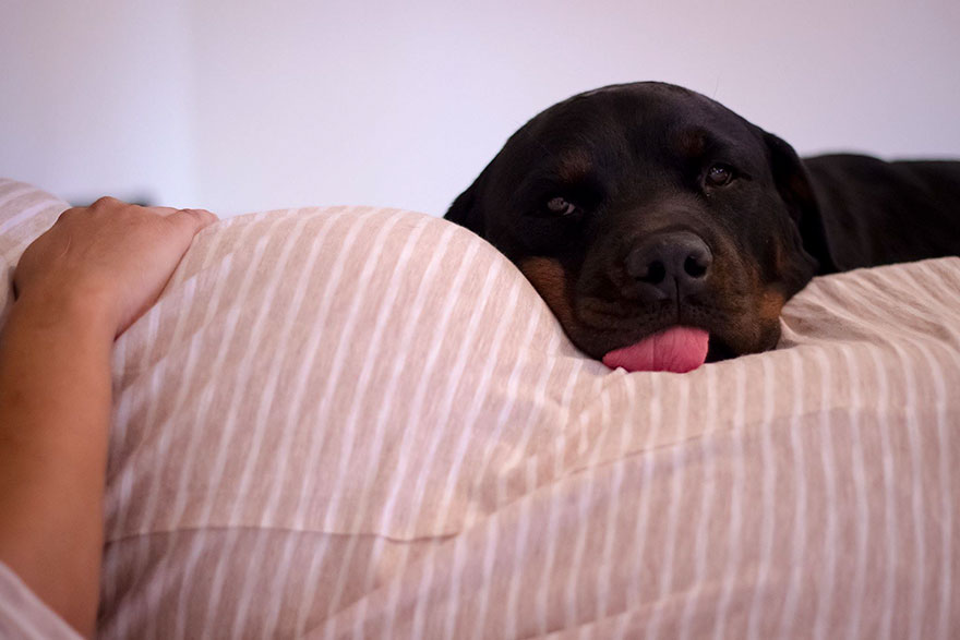 pregnant-couple-dogs-photoshoot-10 pregnant-couple-dogs-photoshoot-10