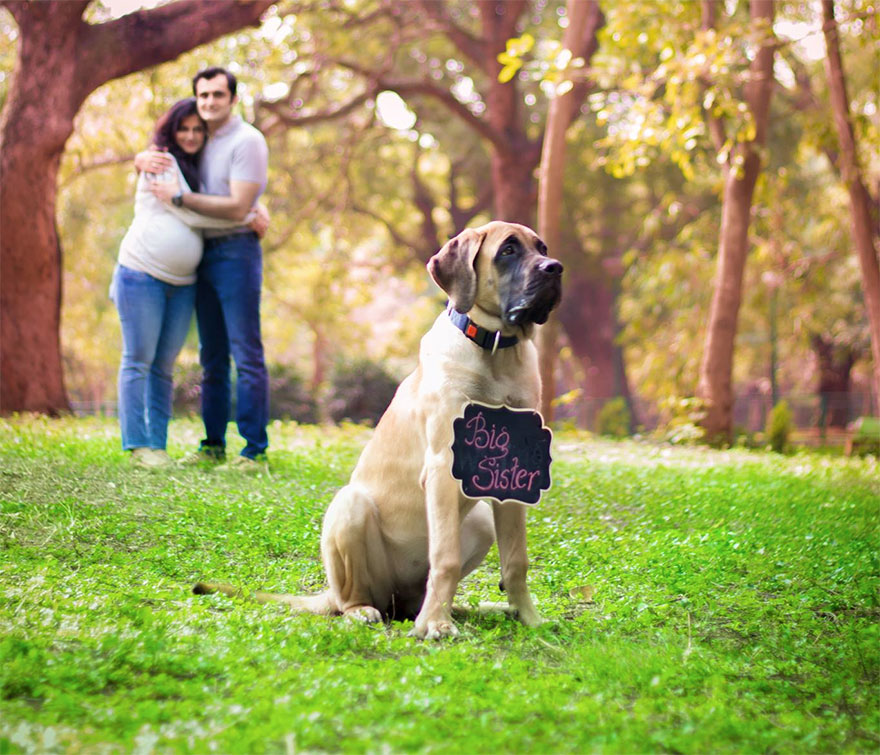 pregnant-couple-dogs-photoshoot-6 pregnant-couple-dogs-photoshoot-6