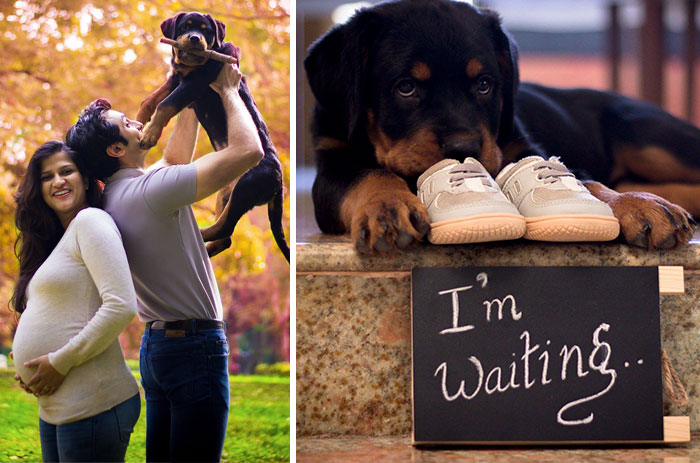 Les dijeron a esta pareja embarazada que se deshicieran de sus perros, y esto es lo que hicieron en respuesta