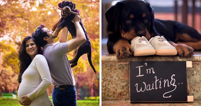 This Pregnant Couple Was Told To Get Rid Of Their Dogs, And This Is What They Did In Response