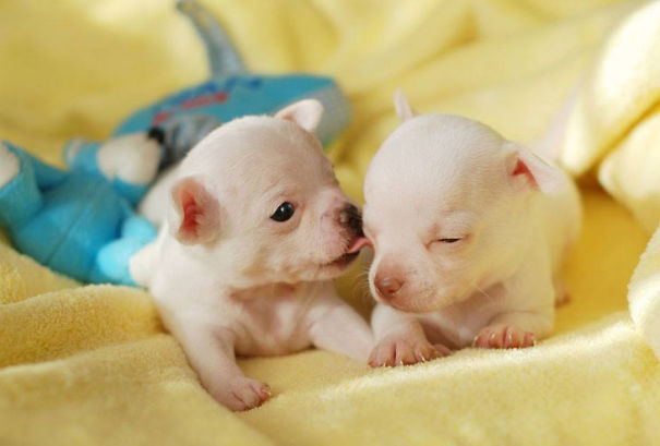 puppies-58b06ad9bdb28.jpg