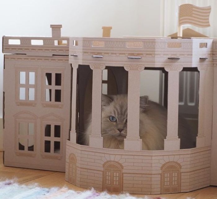 Unlike President Trump, These Cats Know Exactly What To Do In The White House Unlike President Trump, These Cats Know Exactly What To Do In The White House