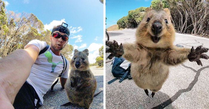Man Meets Quokka, Quokka Won’t Leave Him Alone