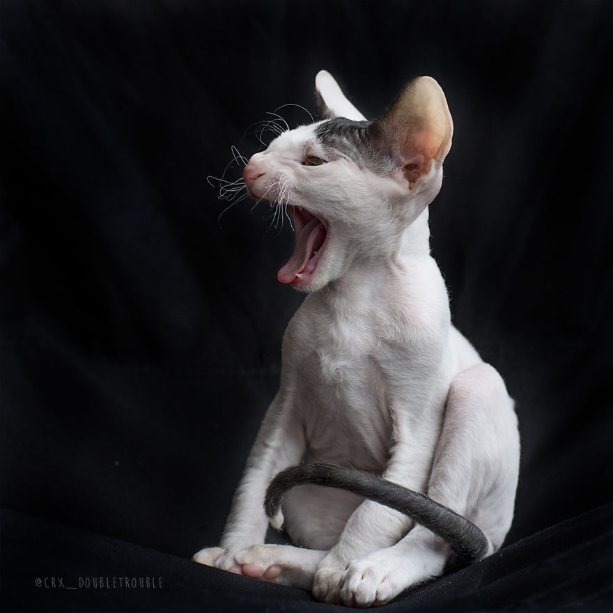 Is There Anything Cuter Than Fluffy Furry Kittens? Oh Yes, Little Alien-Looking Cornish Rex Babies Is There Anything Cuter Than Fluffy Furry Kittens? Oh Yes, Little Alien-Looking Cornish Rex Babies