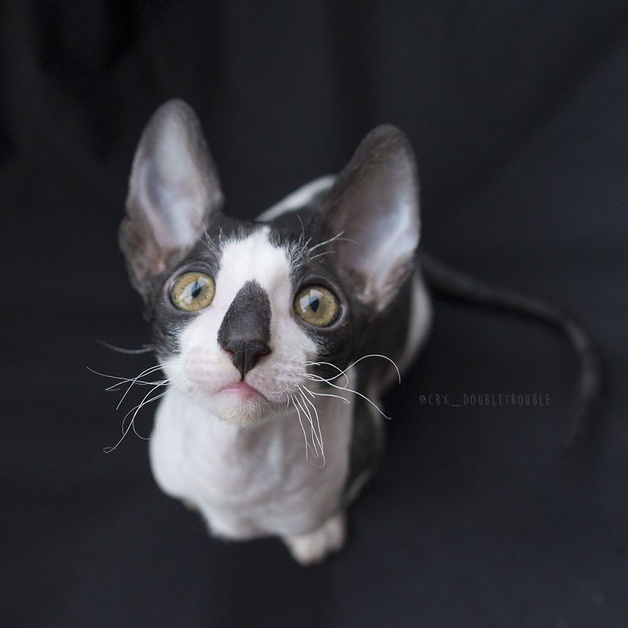 Is There Anything Cuter Than Fluffy Furry Kittens? Oh Yes, Little Alien-Looking Cornish Rex Babies Is There Anything Cuter Than Fluffy Furry Kittens? Oh Yes, Little Alien-Looking Cornish Rex Babies