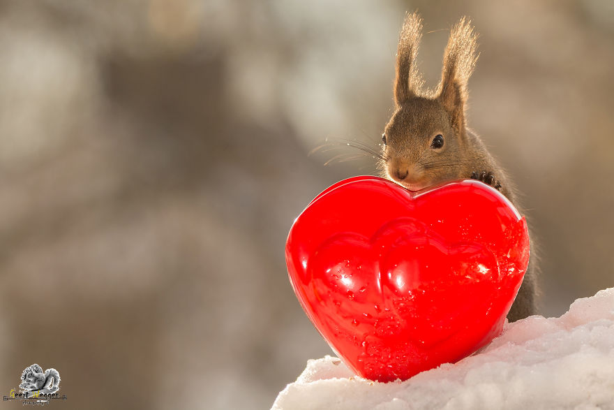 Wild Red Squirrels Celebrate Valentine's Day