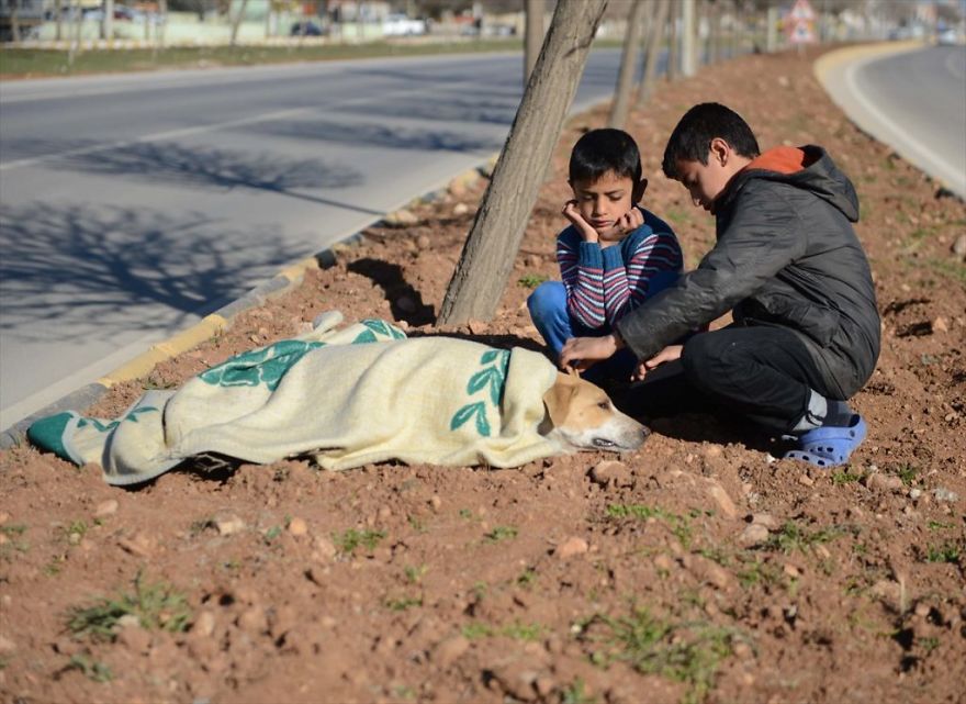 Refugee Boy Refuses To Leave Injured Stray Dog Until Help Arrives Refugee Boy Refuses To Leave Injured Stray Dog Until Help Arrives