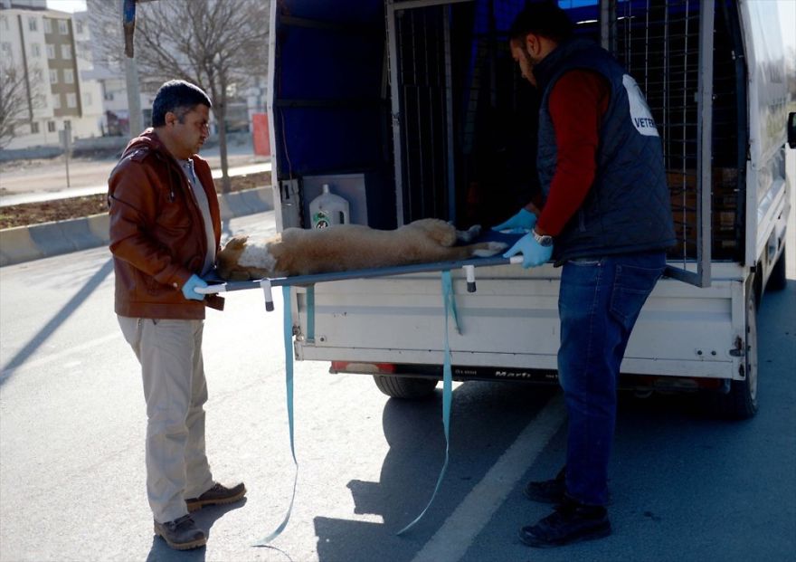 Refugee Boy Refuses To Leave Injured Stray Dog Until Help Arrives