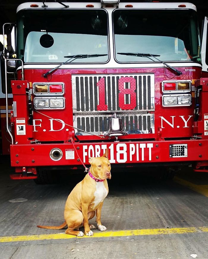Starving Dog Left To Die By Her Owners Becomes Friends With Firefighters, And Now They Hang Out Every Day Starving Dog Left To Die By Her Owners Becomes Friends With Firefighters, And Now They Hang Out Every Day