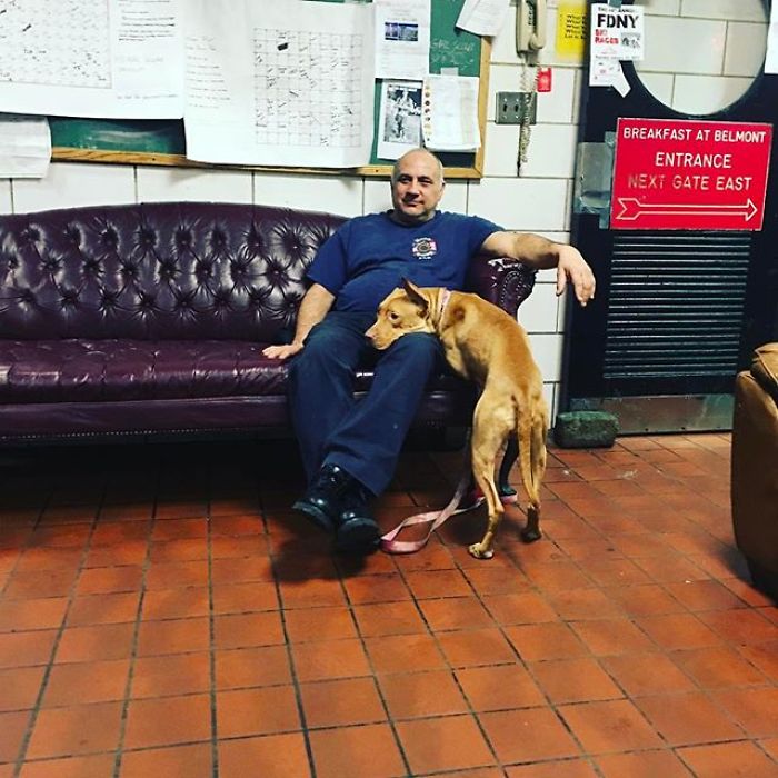 Starving Dog Left To Die By Her Owners Becomes Friends With Firefighters, And Now They Hang Out Every Day Starving Dog Left To Die By Her Owners Becomes Friends With Firefighters, And Now They Hang Out Every Day