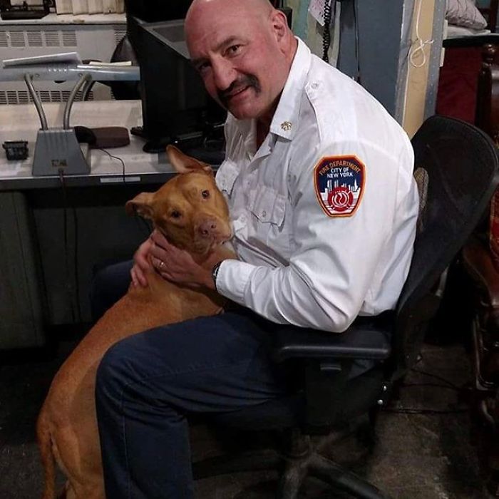 Starving Dog Left To Die By Her Owners Becomes Friends With Firefighters, And Now They Hang Out Every Day Starving Dog Left To Die By Her Owners Becomes Friends With Firefighters, And Now They Hang Out Every Day