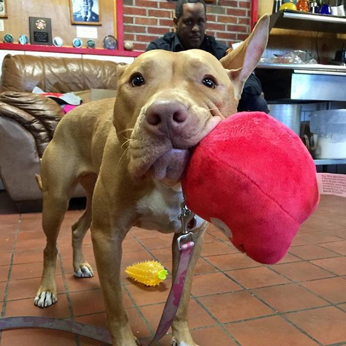 Starving Dog Left To Die By Her Owners Becomes Friends With Firefighters, And Now They Hang Out Every Day