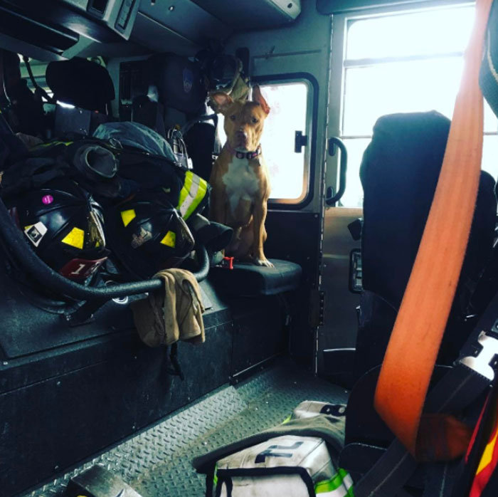 Starving Dog Left To Die By Her Owners Becomes Friends With Firefighters, And Now They Hang Out Every Day Starving Dog Left To Die By Her Owners Becomes Friends With Firefighters, And Now They Hang Out Every Day