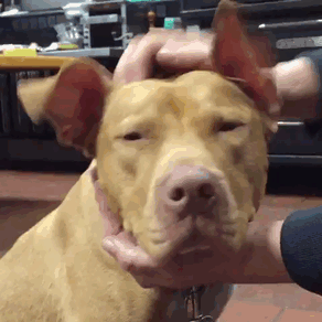 Starving Dog Left To Die By Her Owners Becomes Friends With Firefighters, And Now They Hang Out Every Day