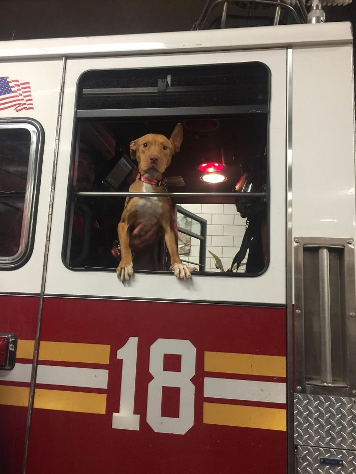 Starving Dog Left To Die By Her Owners Becomes Friends With Firefighters, And Now They Hang Out Every Day
