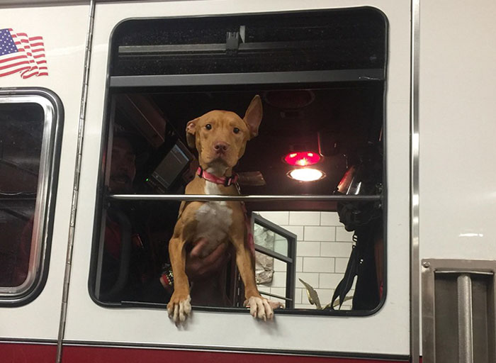 Starving Dog Left To Die By Her Owners Becomes Friends With Firefighters, And Now They Hang Out Every Day