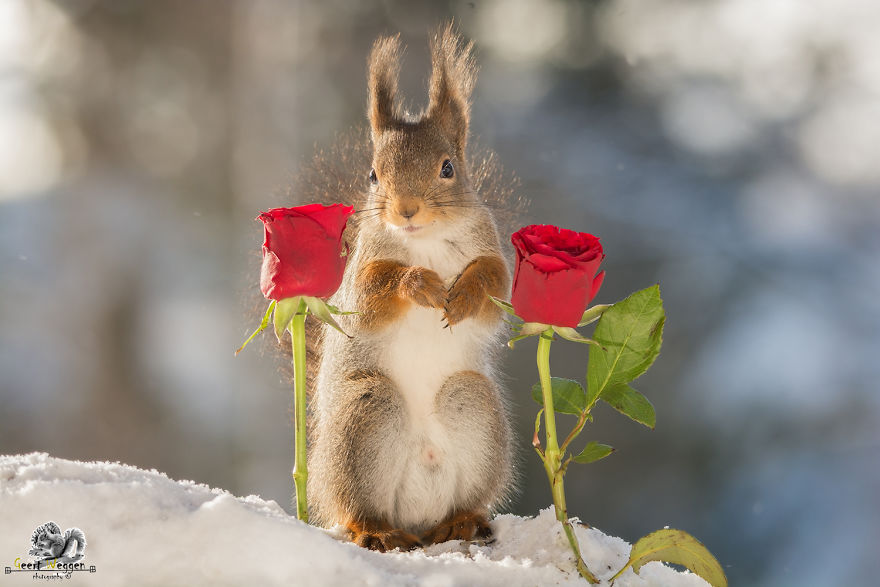 Wild Red Squirrels Celebrate Valentine's Day Wild Red Squirrels Celebrate Valentine's Day
