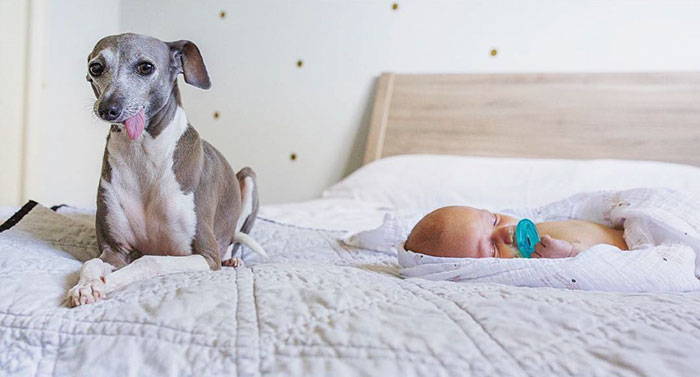 scared-rescue-dog-baby-brother-weezy-17