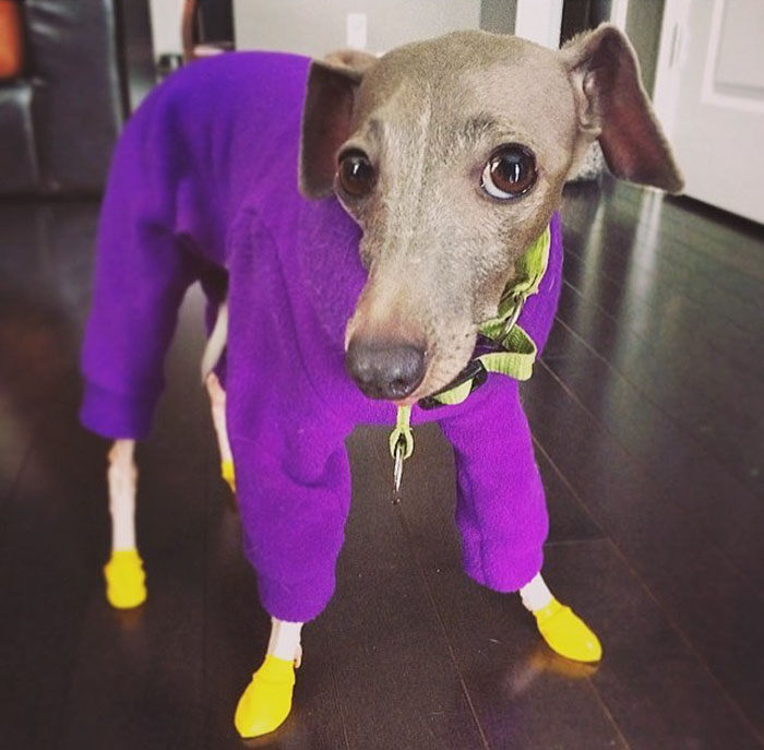 scared-rescue-dog-baby-brother-weezy-32