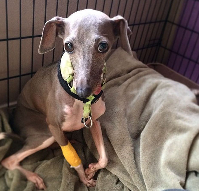 scared-rescue-dog-baby-brother-weezy-35