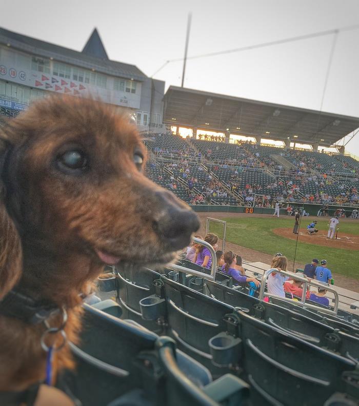 senior-rescue-dog-bucket-list-morgan-1