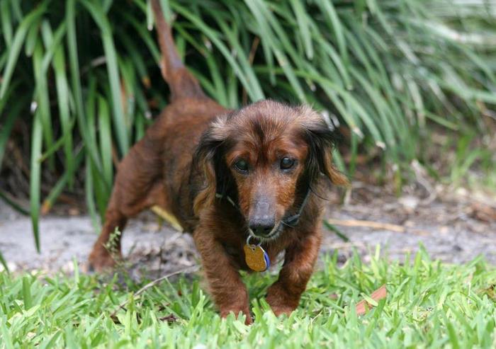 senior-rescue-dog-bucket-list-morgan-10 senior-rescue-dog-bucket-list-morgan-10