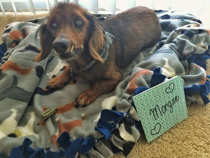 senior-rescue-dog-bucket-list-morgan-12