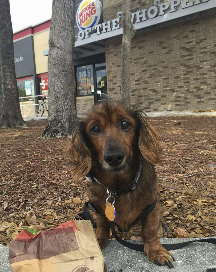 senior-rescue-dog-bucket-list-morgan-14