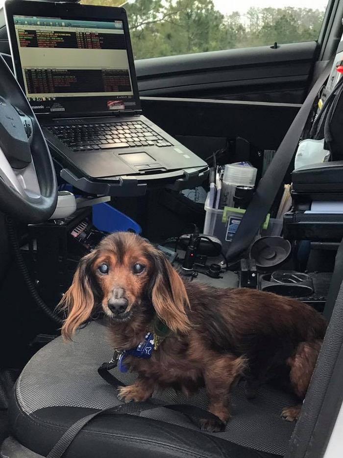 senior-rescue-dog-bucket-list-morgan-2 senior-rescue-dog-bucket-list-morgan-2