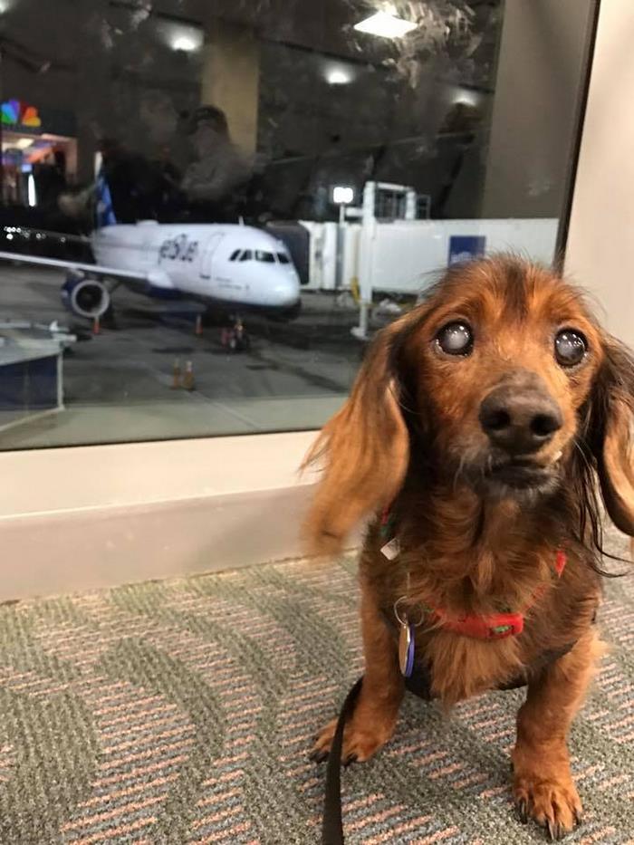 senior-rescue-dog-bucket-list-morgan-3